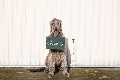 Dog sitting in front of a wall holding a message