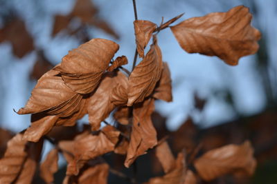 Close-up of autumn leaves against sky