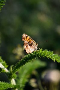 Close-up of butterfly on plant