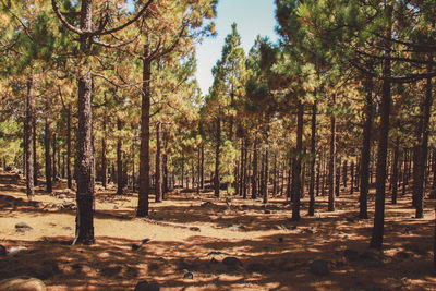 Trees in forest