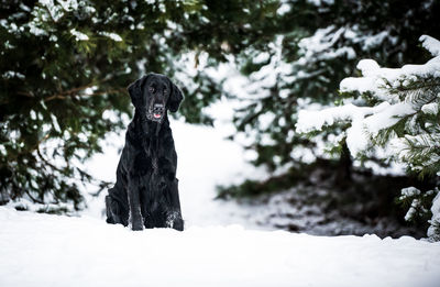 Black dog on snow covered tree