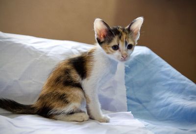 Portrait of cat sitting on bed