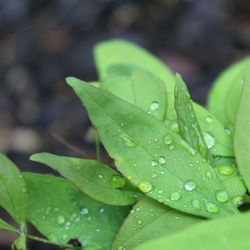 Close-up of wet plant