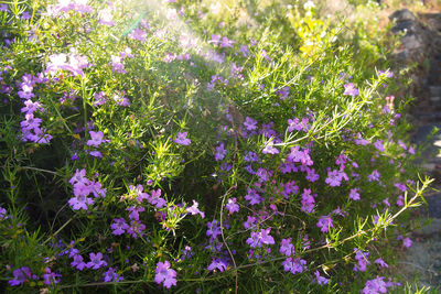 Close-up of purple flowers blooming outdoors