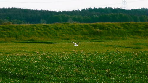 View of birds on land