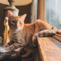 Portrait of a cat sitting on table