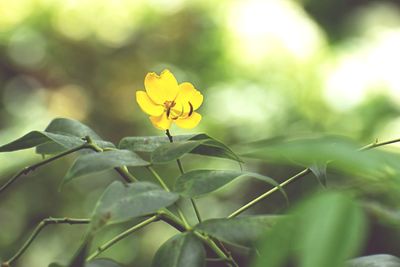 Close-up of yellow flowering plant