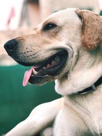 Close-up of a dog looking away