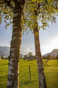 Trees on field against sky