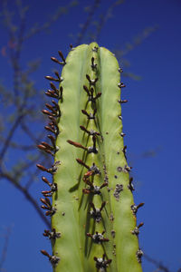 Close-up of flowering cactus against blue sky