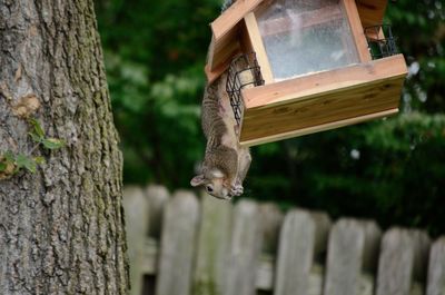 View of squirrel on tree trunk