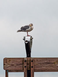 Close-up of bird perching on wood against gray background