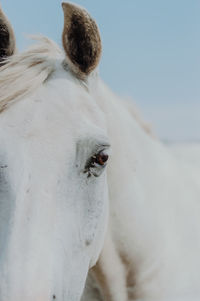 Close-up of horse