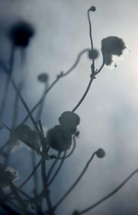 Close-up of tree against sky