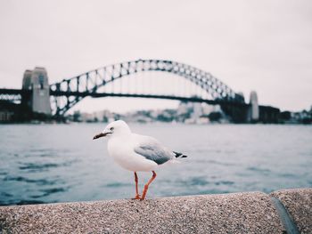 Seagulls on a bridge