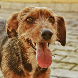 Close-up portrait of dog