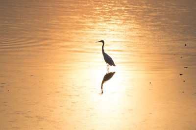 Silhouette heron at shore during sunset