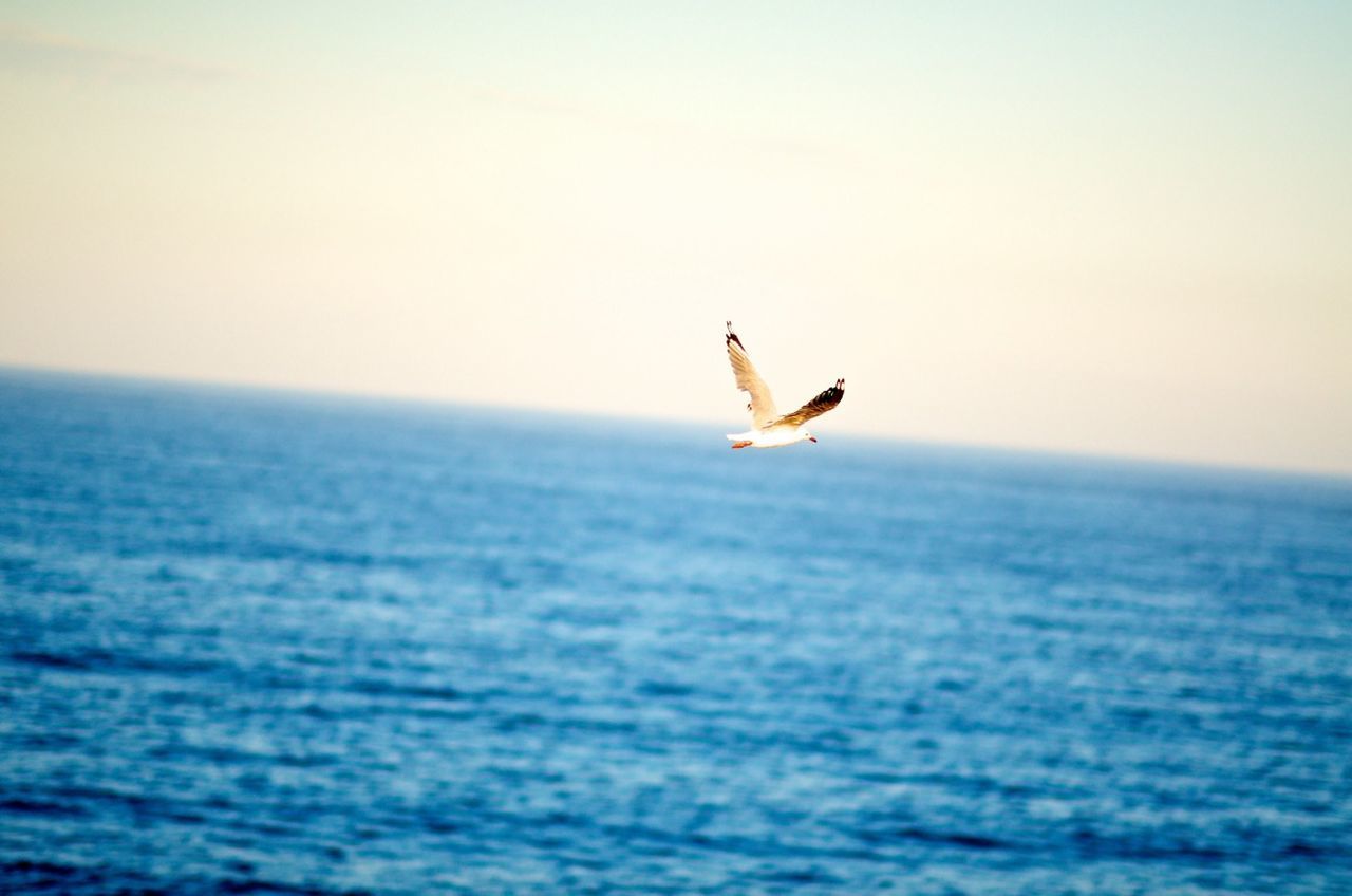 flying, bird, sea, animal themes, animals in the wild, wildlife, one animal, water, spread wings, waterfront, horizon over water, seagull, clear sky, mid-air, copy space, nature, beauty in nature, scenics, tranquil scene, tranquility