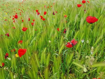 Close-up of red poppy flowers on field