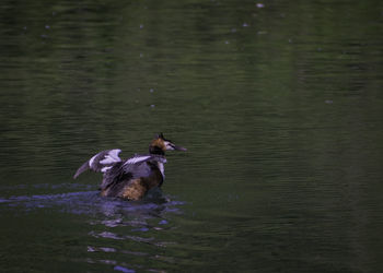 Ducks in a lake