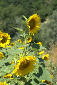 Close-up of sunflower