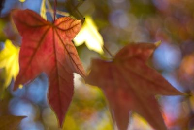 Close-up of maple leaf during autumn