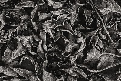 Full frame shot of dry leaves