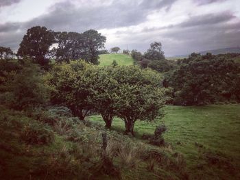 Trees on field against sky