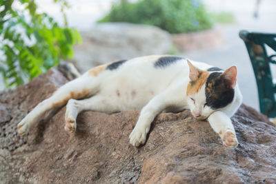 Close-up of cat relaxing on rock