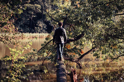 Rear view of man standing on trees in forest