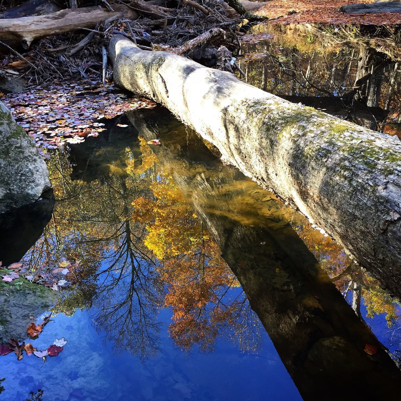 no people, close-up, day, outdoors, backgrounds, nature