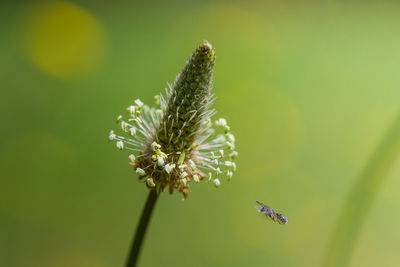 Close-up of flower against blurred background