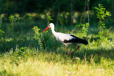 Side view of a bird on grass