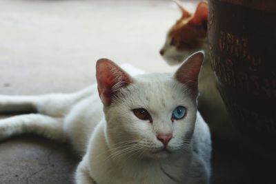 Close-up portrait of a cat