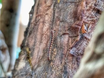 Close-up of insect on tree trunk