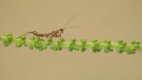 Close-up of insect on plant over background