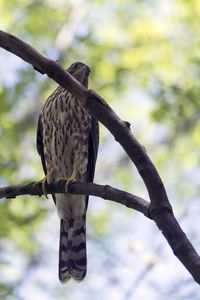 Low angle view of eagle perching on tree