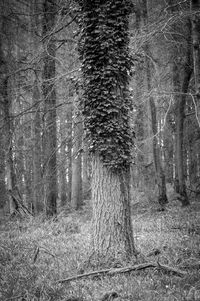 Bare trees in forest