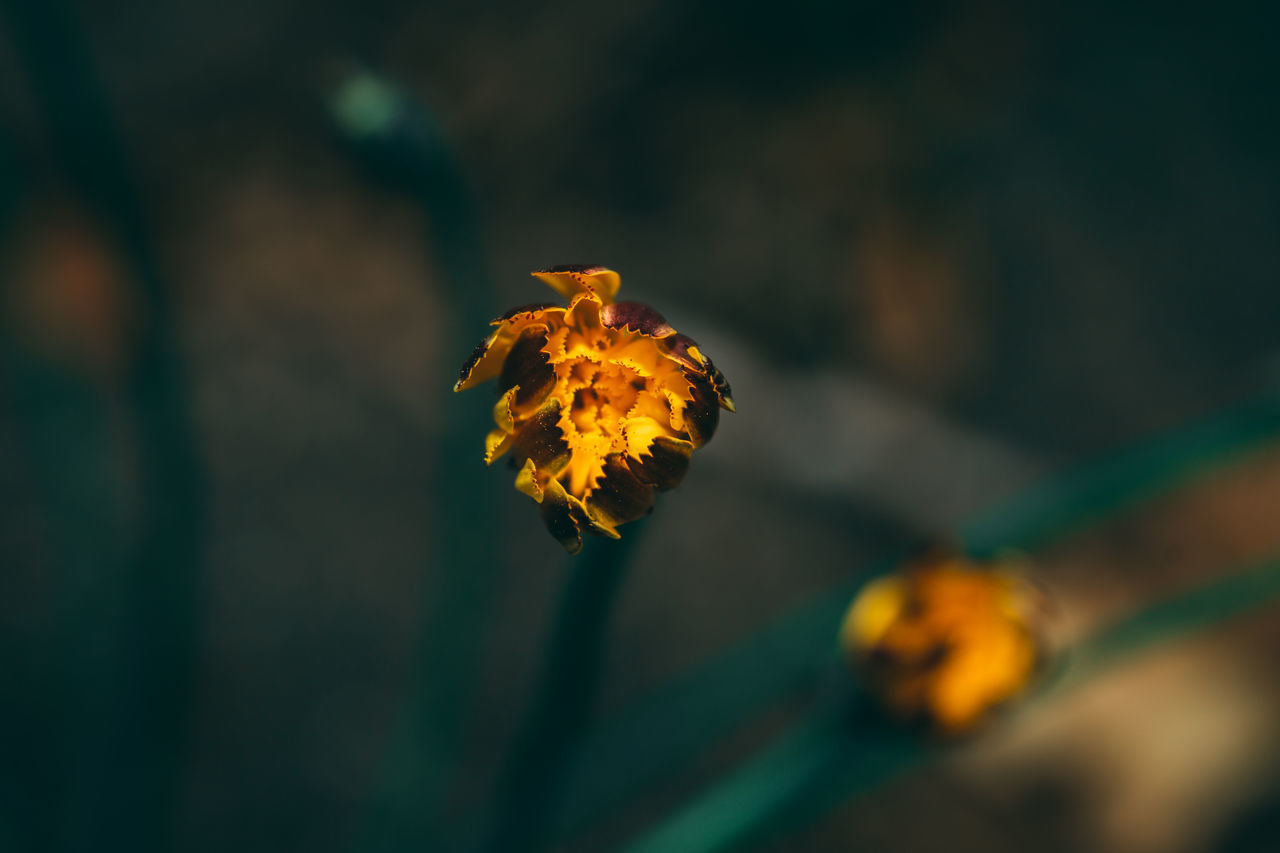 CLOSE-UP OF YELLOW FLOWERING PLANT