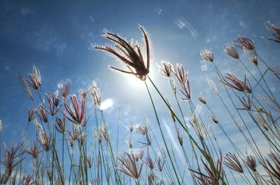 Low angle view of stalks against sky