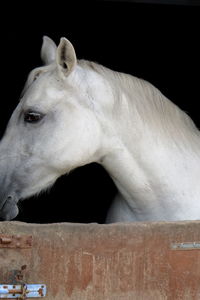 View of white horse in stable