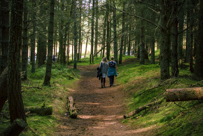 Rear view of man walking on dirt road amidst trees