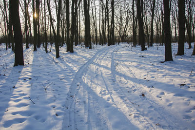 Trees on snow covered field during winter