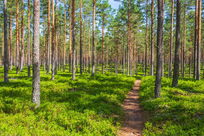 Panoramic view of pine trees in forest