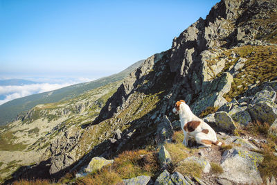 Dog on rock against sky