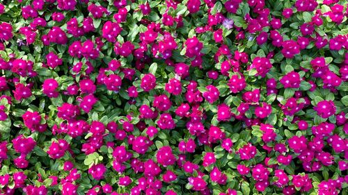 Full frame shot of pink flowering plants