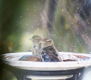 Close-up of bird in water