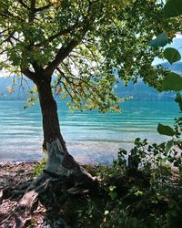 Tree by sea against sky