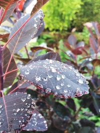 Close-up of butterfly on wet plant