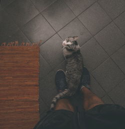 Low section of person with cat on tiled floor